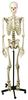 Szkielet człowieka - model anatomiczny + stojak na kółkach