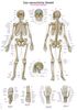 Plansza - szkielet człowieka - 50x70 cm