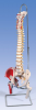 Kręgosłup człowieka z zaznaczonymi mieśniami - model anatomiczny + stojak