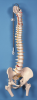 Kręgosłup człowieka - model anatomiczny ze stojakiem