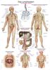 Plansza - układ limfatyczny człowieka - 50x70 cm
